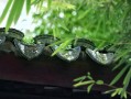 换十年大运怎么算 十年大运换运？